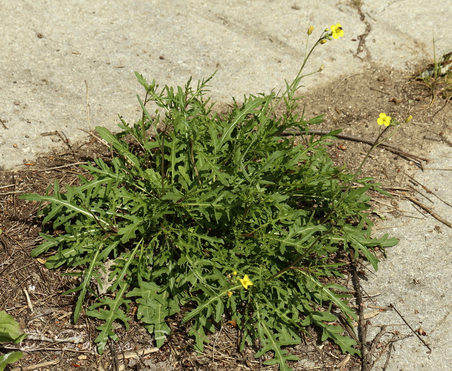 Image of Diplotaxis tenuifolia specimen.