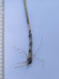 Image of taxon representative. Author is Сергей Банкетов