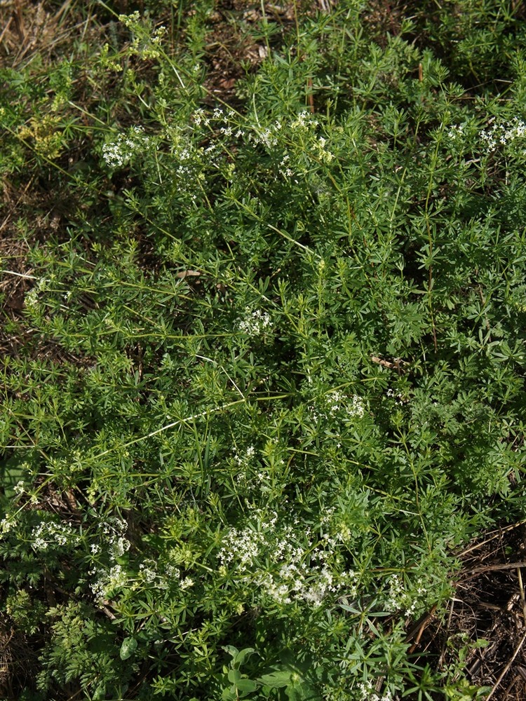 Image of genus Galium specimen.