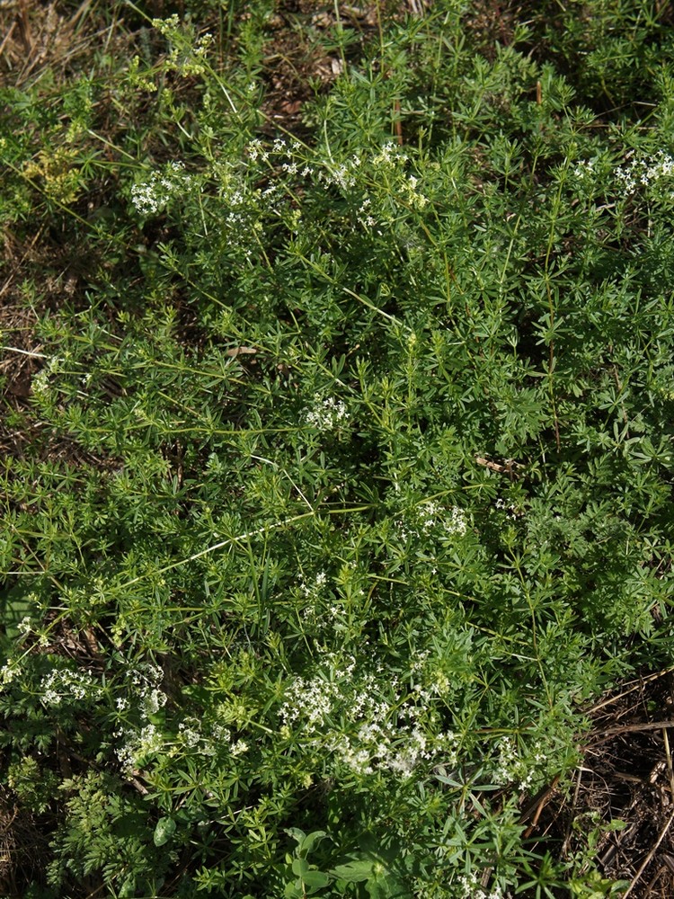 Изображение особи род Galium.