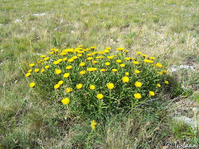Image of Inula ensifolia specimen.