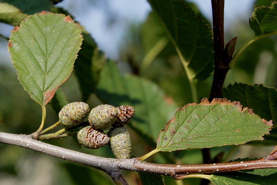 Изображение особи Duschekia alnobetula.