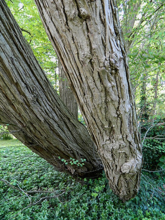 Image of Cercidiphyllum magnificum specimen.