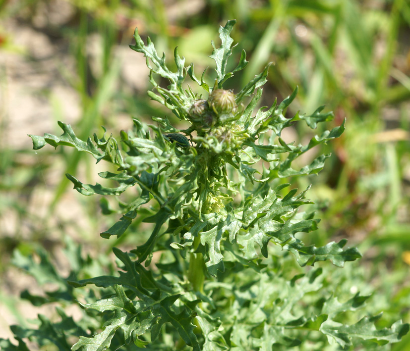 Изображение особи Senecio jacobaea.