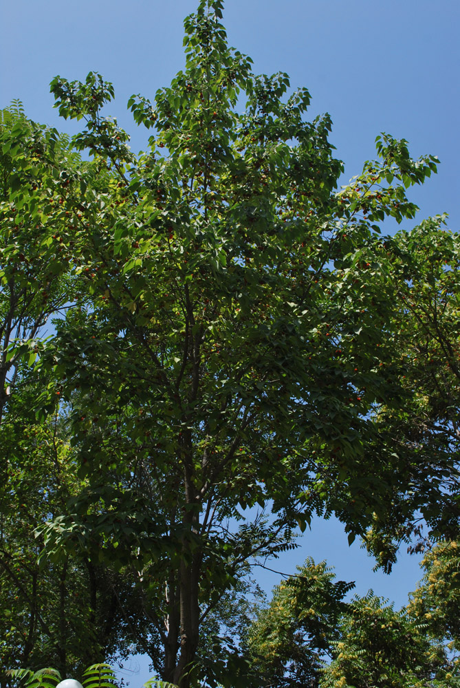 Image of Broussonetia papyrifera specimen.