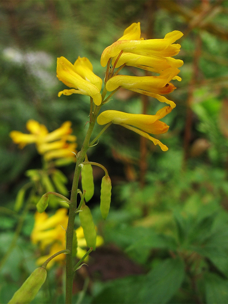 Image of Pseudo-fumaria lutea specimen.