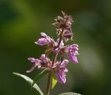 Stachys palustris. Соцветие. Московская обл., Раменский р-н, окр. ж.-д. платформы Хрипань, просека под ЛЭП. 24.07.2014.р.