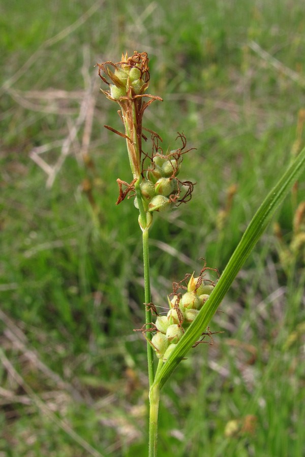 Изображение особи Carex tomentosa.