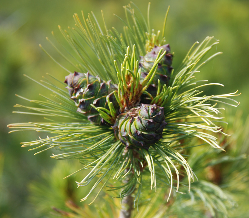 Изображение особи Pinus pumila.