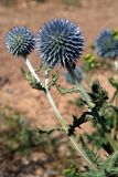 Echinops karatavicus. Верхушки побегов с соцветиями. Узбекистан, Ташкентская обл., зап. отроги Чаткальского хр., ур. Чимган, Меловой перевал. 25.07.2009.