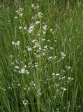 Galium palustre