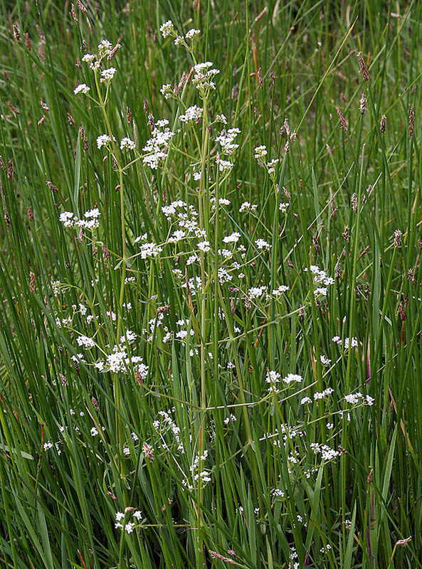 Изображение особи Galium palustre.