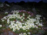 Diapensia obovata