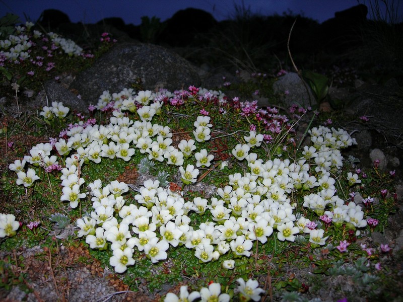 Image of Diapensia obovata specimen.