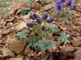 Delphinium caucasicum