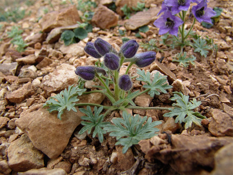 Изображение особи Delphinium caucasicum.