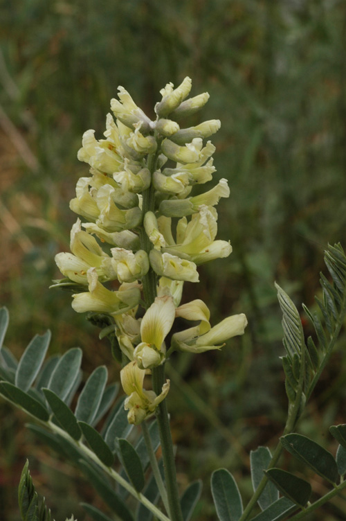 Изображение особи Pseudosophora alopecuroides.