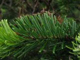 Abies sibirica. Часть двухлетнего побега. Красноярский кр., Ермаковский р-н, парк \"Ергаки\", окр. Ойского озера. 03.08.2009.