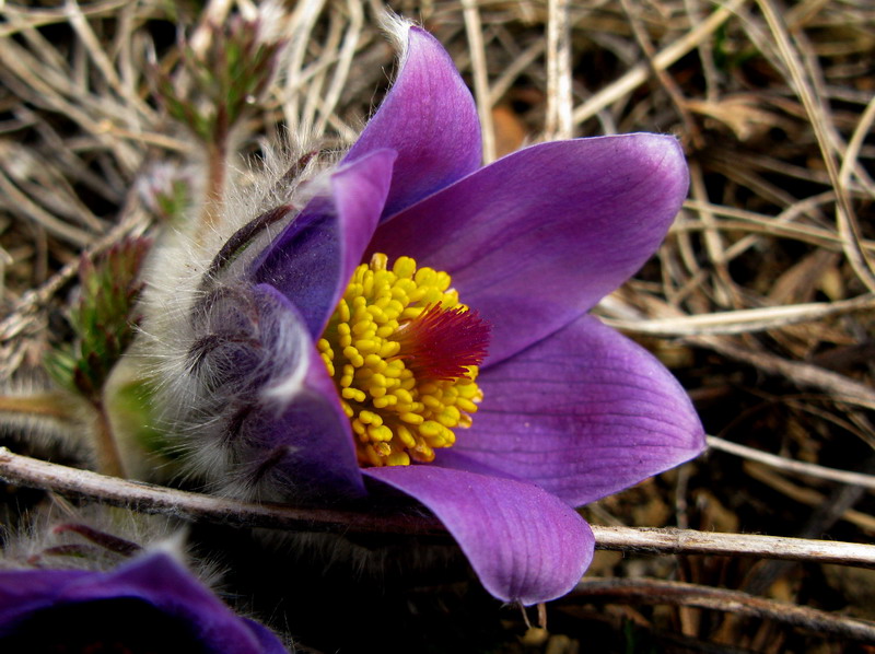 Изображение особи Pulsatilla turczaninovii.