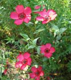 Linum grandiflorum