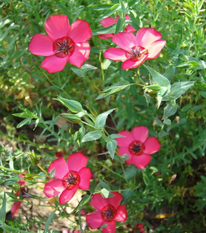 Image of Linum grandiflorum specimen.