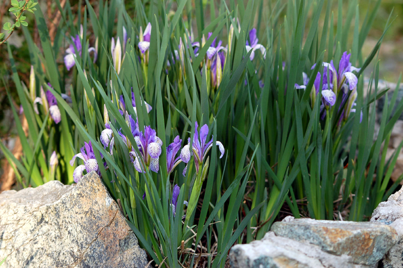 Image of Iris biglumis specimen.