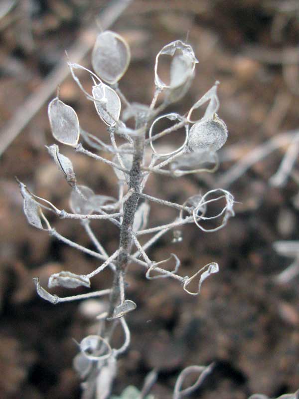 Image of Alyssum lenense specimen.