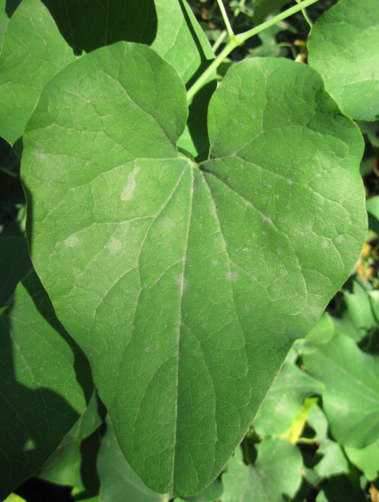 Image of Aristolochia clematitis specimen.