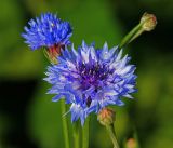 Centaurea cyanus. Соцветие (садовая форма). Московская обл., Раменский р-н, окр. дер. Хрипань, садовый участок. 26.07.2015.