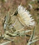 Cirsium turkestanicum