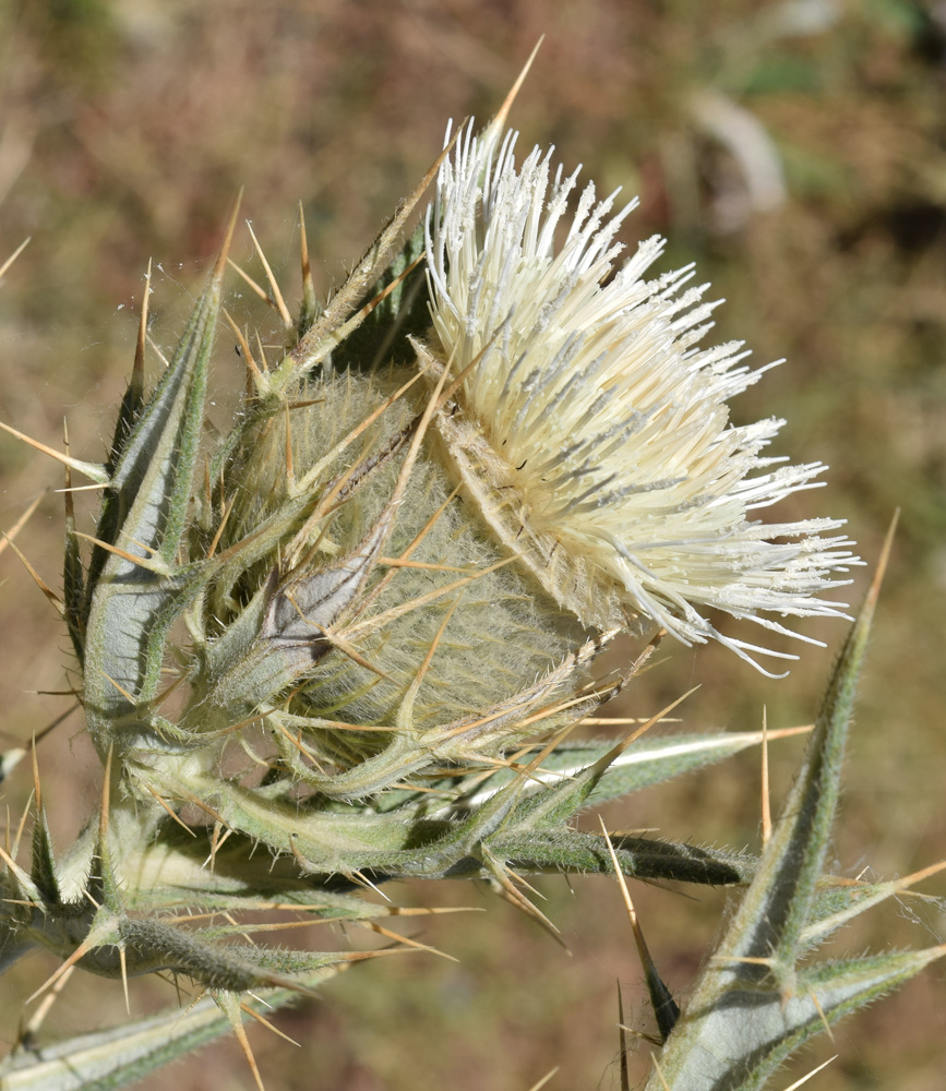 Изображение особи Cirsium turkestanicum.