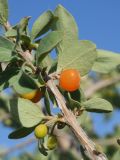 Lonicera microphylla