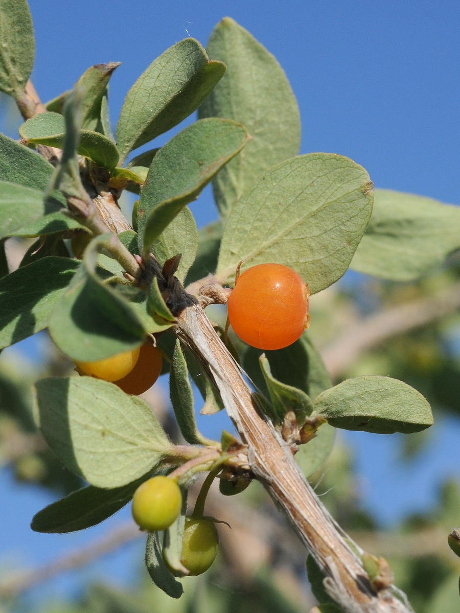 Image of Lonicera microphylla specimen.