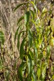 Solidago canadensis. Средняя часть побега. Ленинградская обл., Кировский р-н, пос. Дачное, пойма р. Мга, разнотравно-злаковый луг. 04.10.2015.