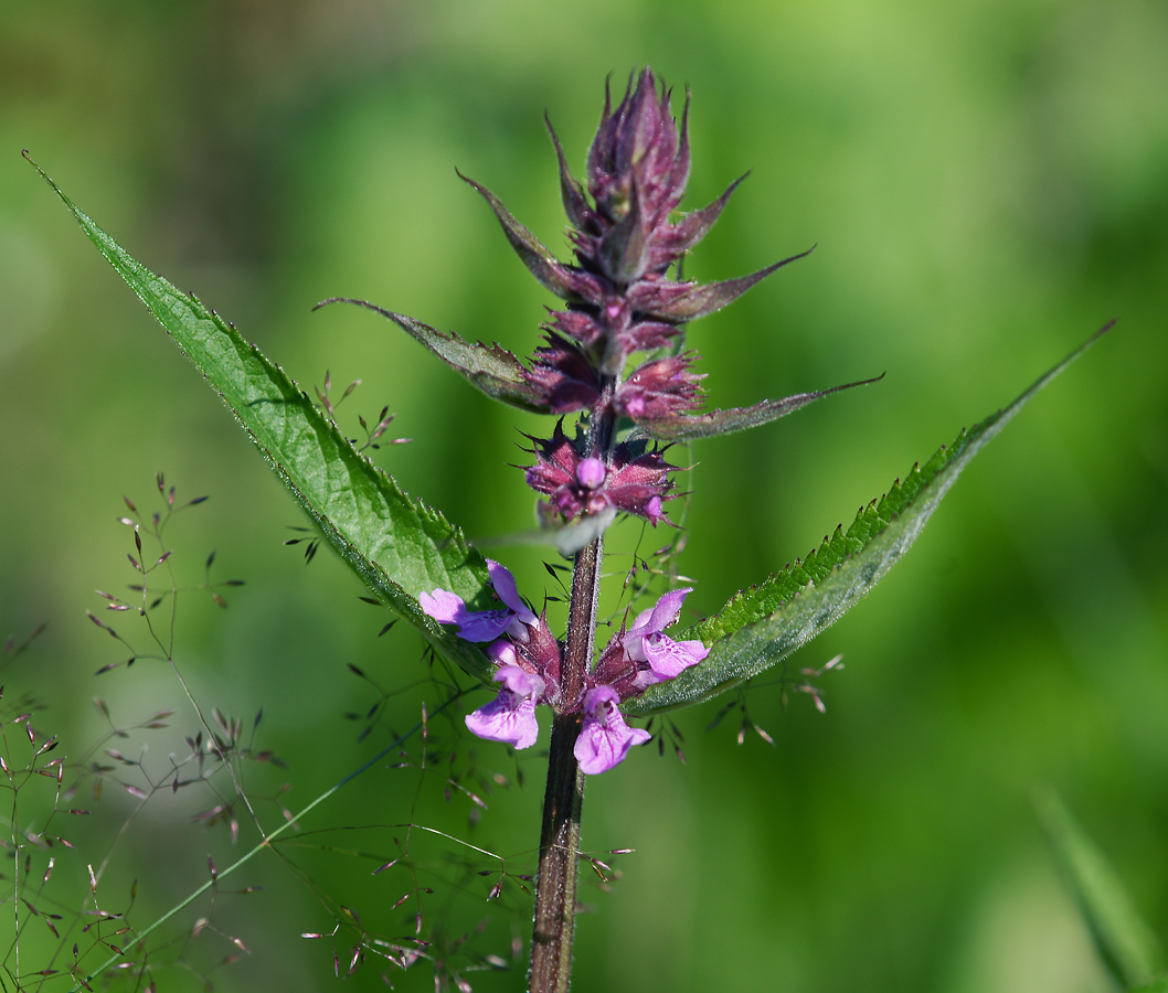 Image of Stachys palustris specimen.