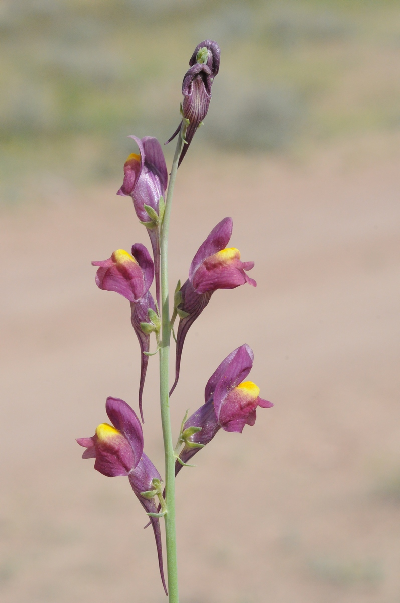 Изображение особи Linaria ramosa.