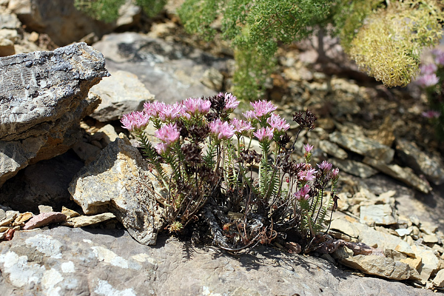 Image of Pseudosedum karatavicum specimen.