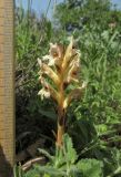 Orobanche lutea. Верхушка цветущего растения. Крым, Карадагский заповедник, западный склон горы Святая, поляна в шибляке. 4 июня 2015 г.