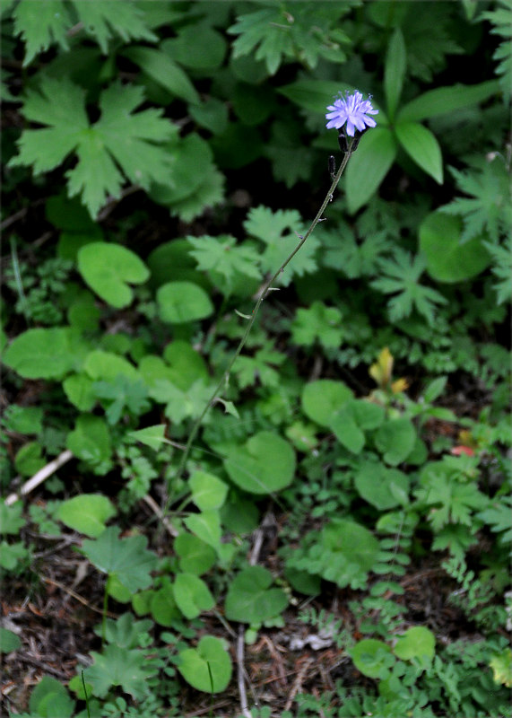 Image of Cicerbita azurea specimen.