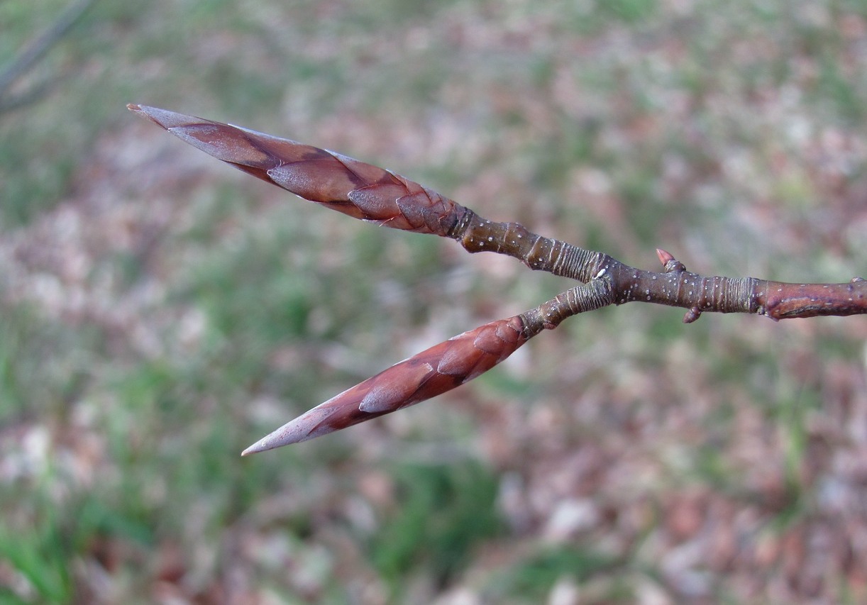 Изображение особи Fagus orientalis.