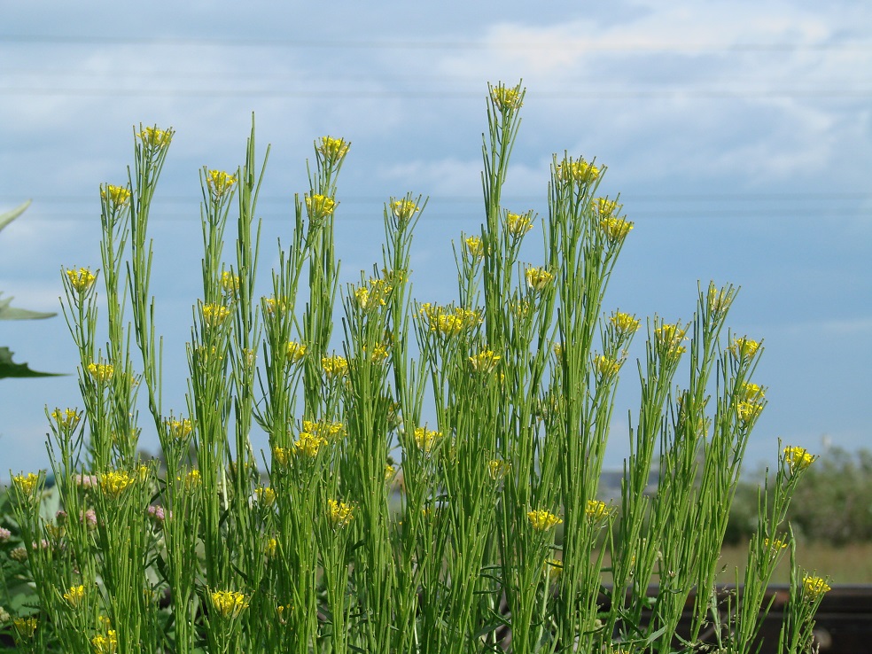 Изображение особи Erysimum hieraciifolium.