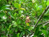 Malpighia glabra