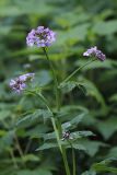 Cardamine macrophylla. Верхушка цветущего растения. Бурятия, Байкальский заповедник, нижняя часть северного склона хр. Хамар-Дабан, водораздел рек Осиновка и Ушаковка, темнохвойная тайга. 27.06.2013.