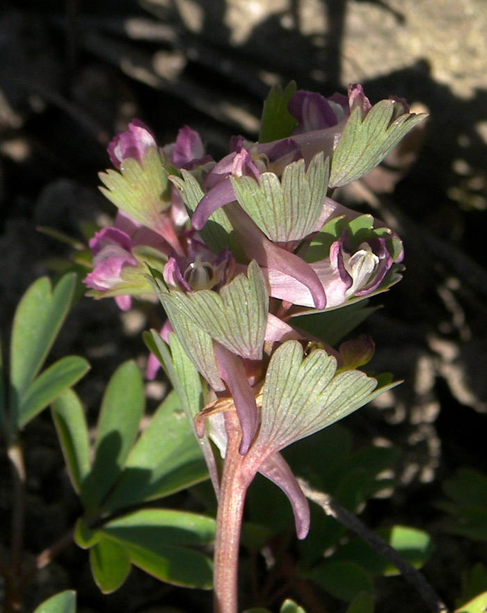 Изображение особи Corydalis pumila.