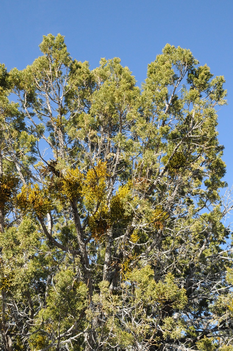 Изображение особи Juniperus osteosperma.