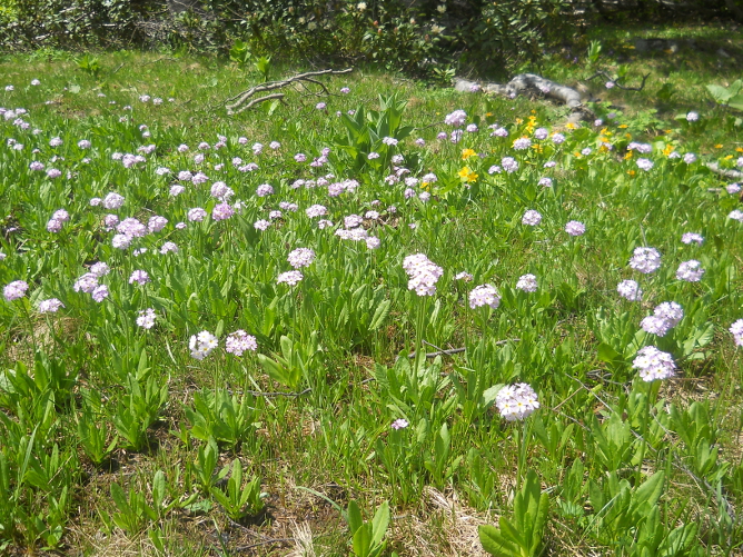 Image of Primula auriculata specimen.