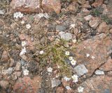 Dichodon cerastoides