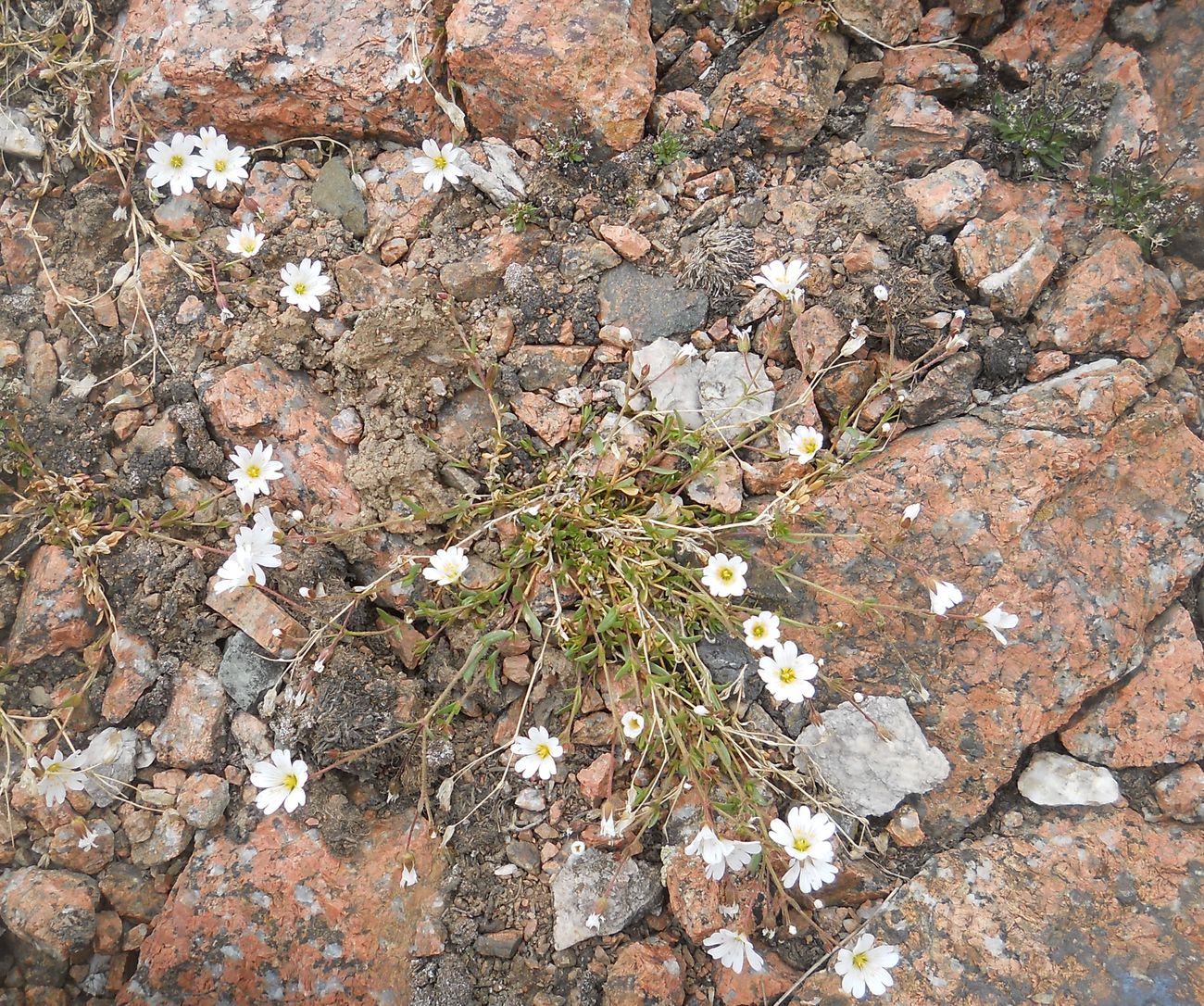 Изображение особи Dichodon cerastoides.