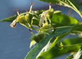Image of taxon representative. Author is Владимир Иванов