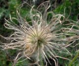 genus Pulsatilla. Плод. Якутия (Саха), южные окр. г. Якутска, холмы. 11.06.2012.